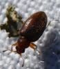 Corticariinae inconnu